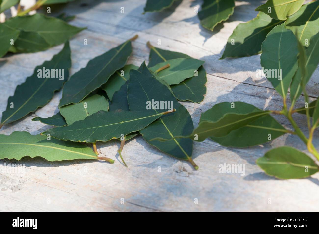 Lorbeerbaum, Lorbeer-Baum, Echter Lorbeer, Edel-Lorbeer, Edler Lorbeer, Gewürzlorbeer, Lorbeerblatt, Lorbeerblätter, Lorbeer-Blätter, Blatt, Blätter, Banque D'Images