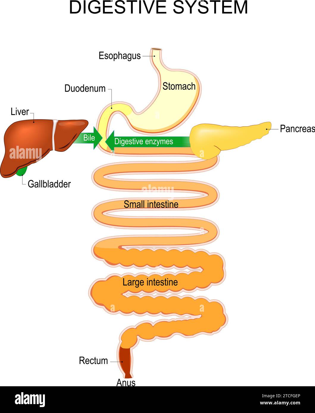 Partie d'un système digestif humain. Œsophage, estomac, duodénum, petit et gros intestin, rectum. Processus de digestion de la dissolution à l'absorption an Illustration de Vecteur