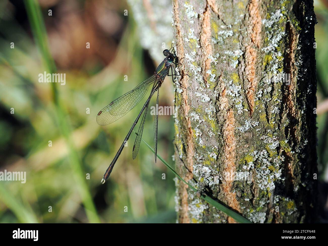 Damselfly émeraude saule, Damselfly émeraude verte, Weidenjungfer, leste vert, Chalcolestes viridis, zöld rabló. Budapest, Hongrie, Europe Banque D'Images