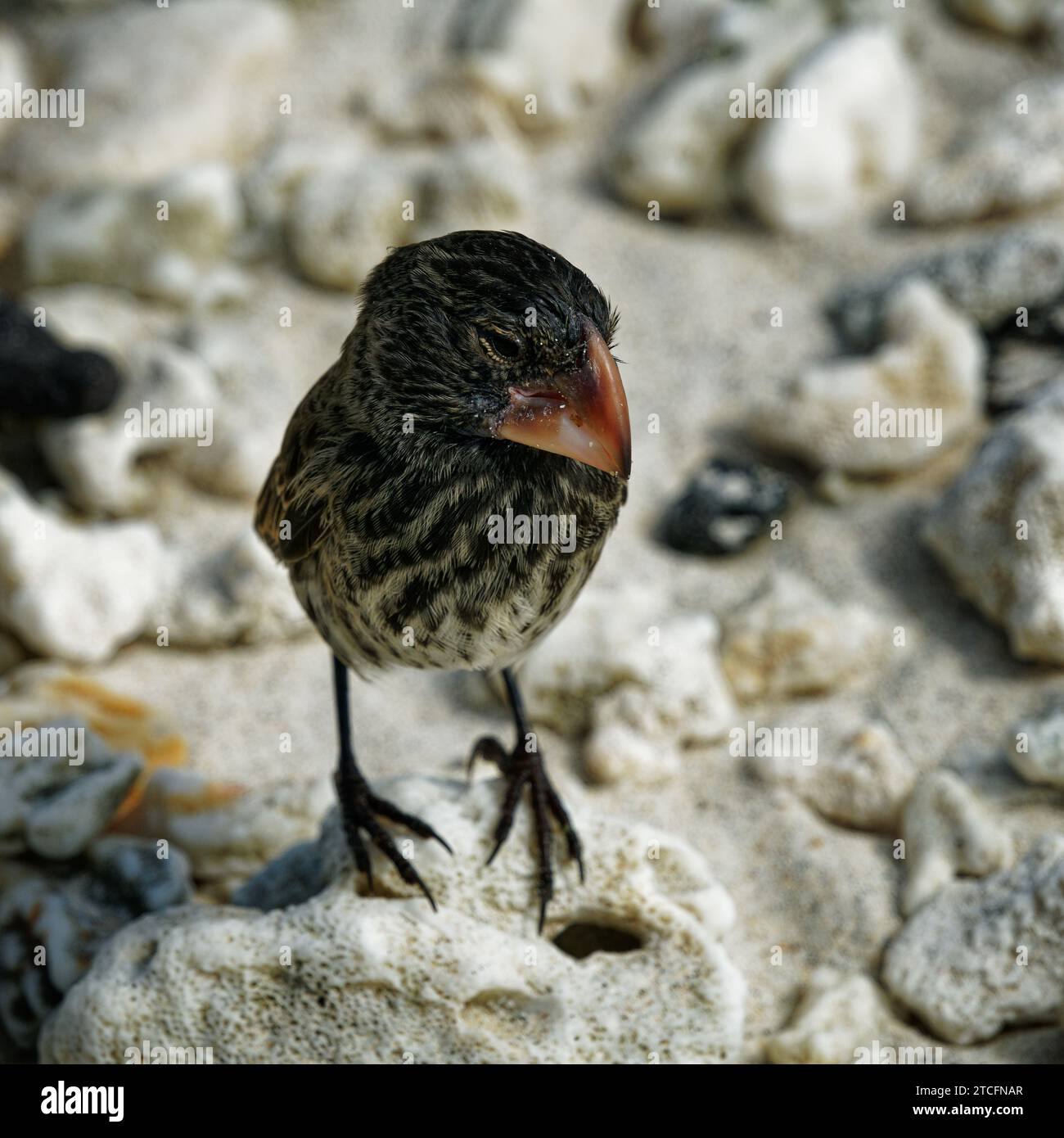 Une femelle Galápagos finch à bec biseauté trouvée seulement sur l'île de Genovesa. Baie de Darwin, île de Genovesa, îles Galápagos, Équateur Banque D'Images