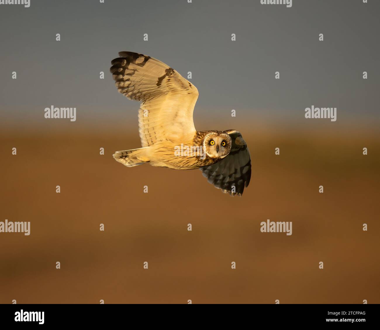 Chasse à la chouette aux oreilles courtes au coucher du soleil, Cornouailles, Royaume-Uni Banque D'Images