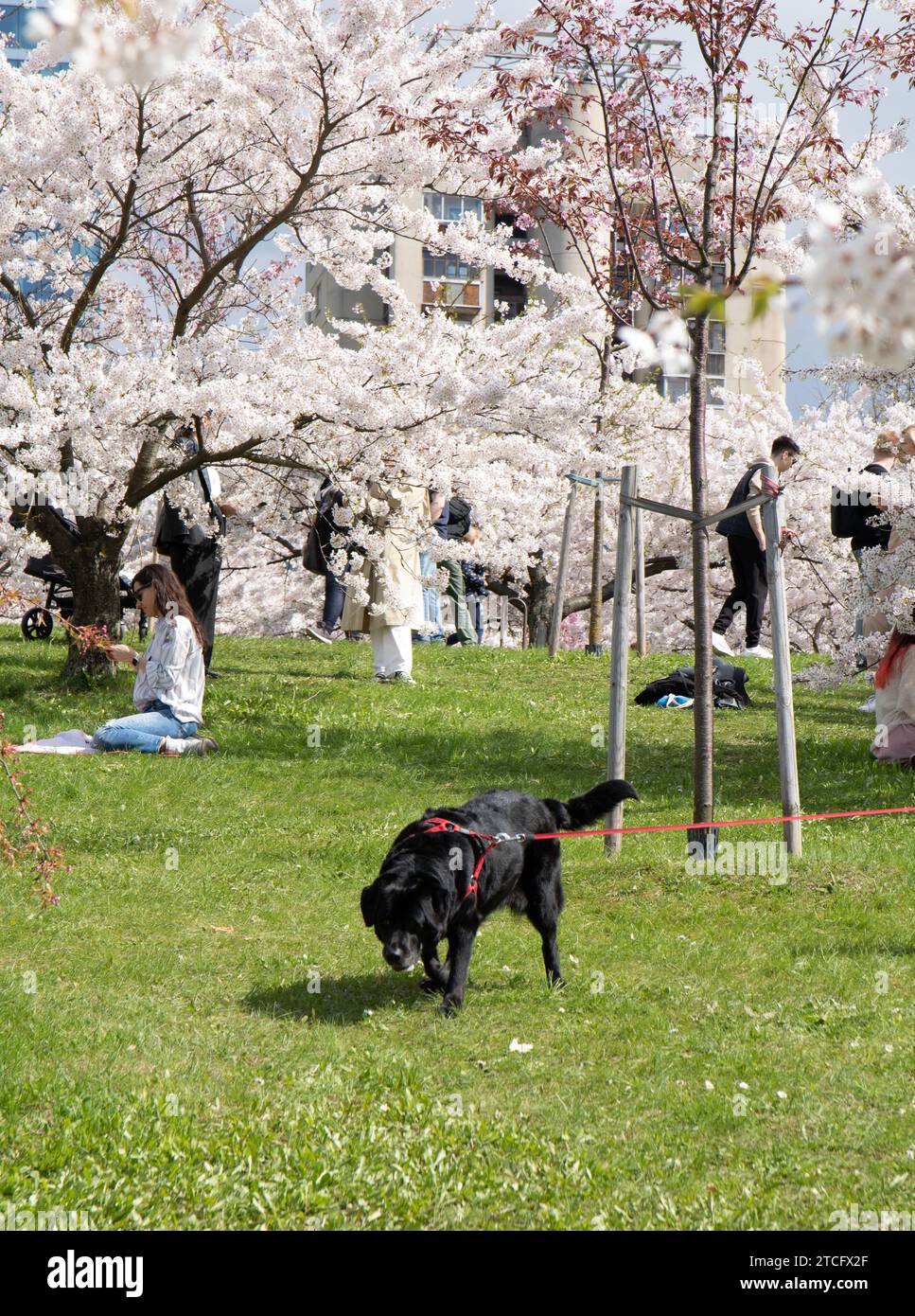 promenade de chien, animal de compagnie, personne, mode de vie actif, amis, détente, style de vie, parc, cerisier, marche, photographie, mode de vie sain, activités week-end Banque D'Images