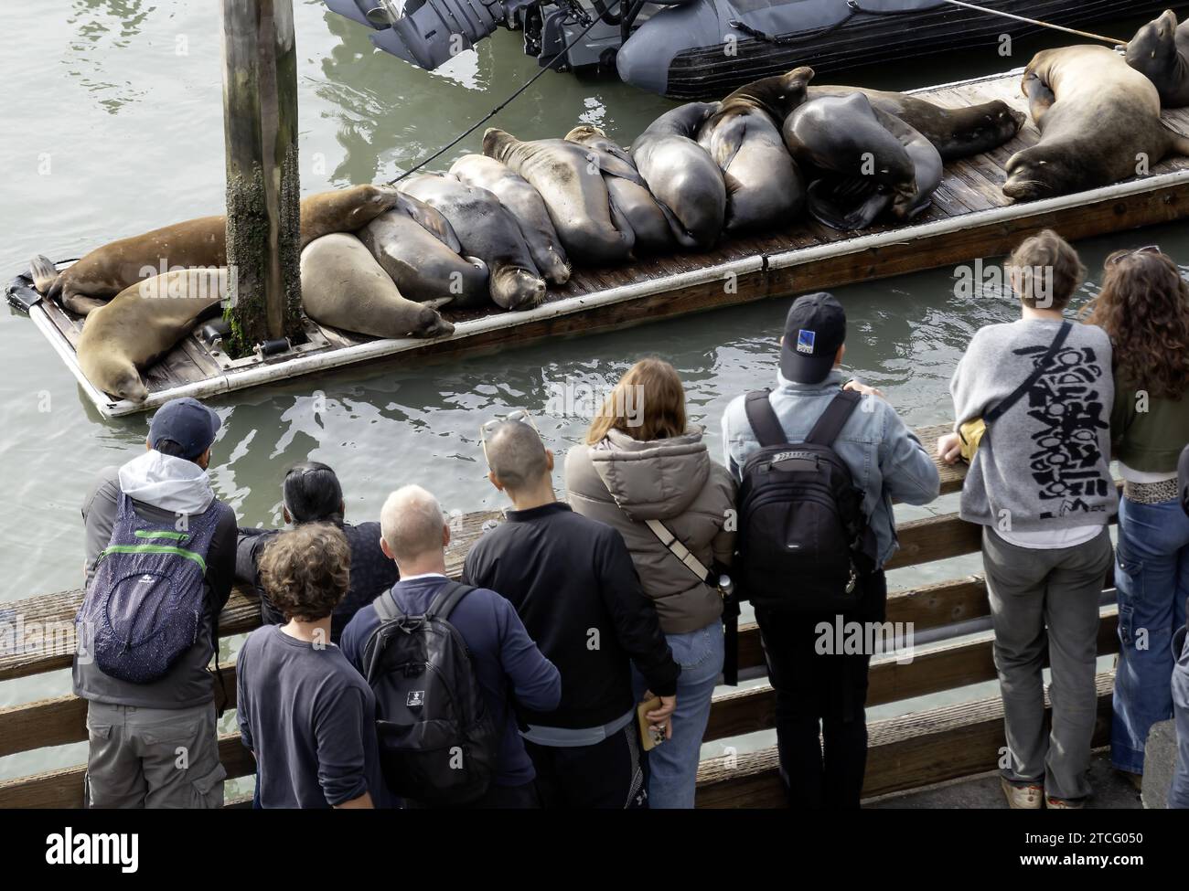 Des gens observent des phoques sur le quai 39, San Francisco, Californie, États-Unis Banque D'Images