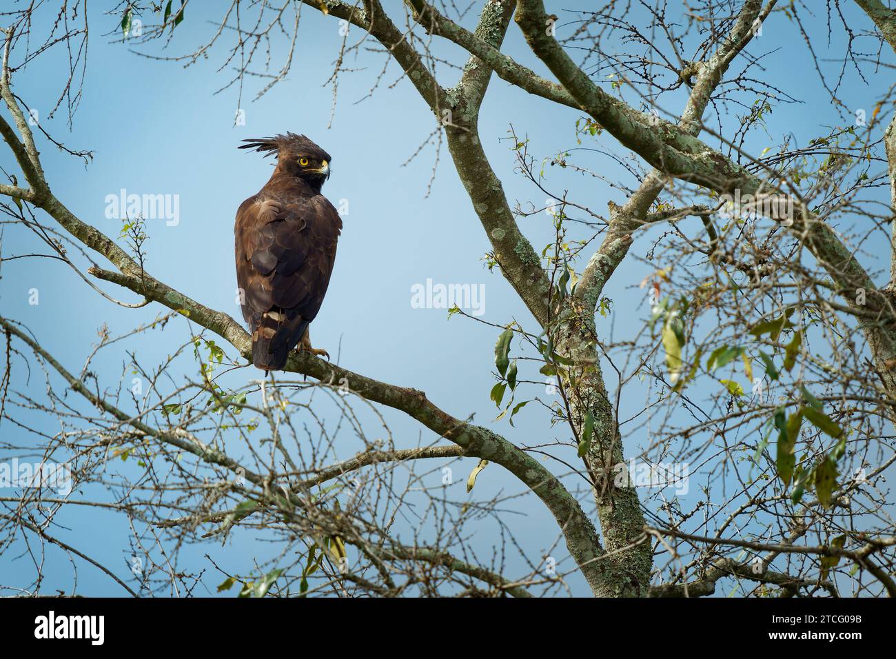 Aigle à aigrettes longues - Lopheetus occipitalis oiseau de proie africain de la famille des Accipitridae, oiseau brun foncé avec longue crête de chiche assise sur la branche, Banque D'Images