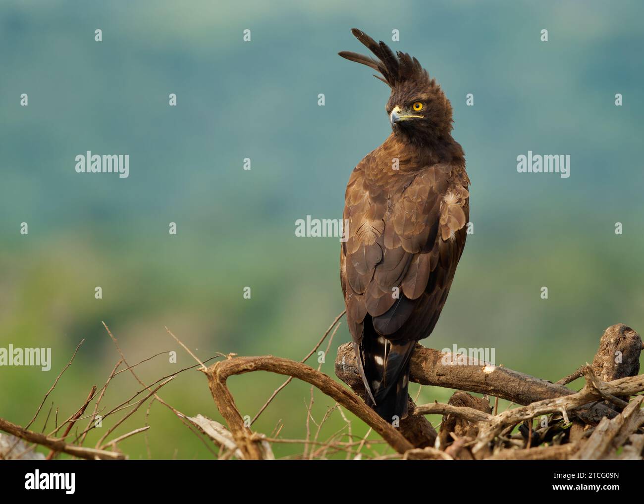 Aigle à aigrettes longues - Lopheetus occipitalis oiseau de proie africain de la famille des Accipitridae, oiseau brun foncé avec longue crête de chiche assise sur la branche, Banque D'Images