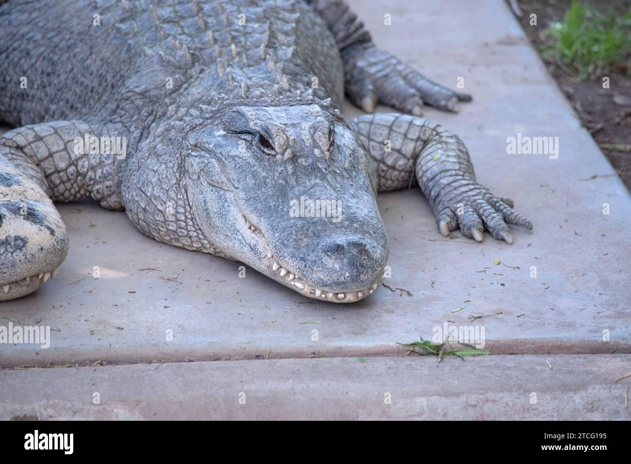 Les alligators ont un long museau arrondi qui a des narines orientées vers le haut à l'extrémité Banque D'Images