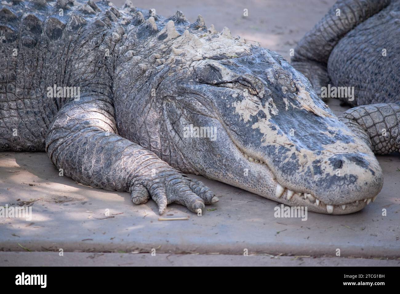 Les alligators ont un long museau arrondi qui a des narines orientées vers le haut à l'extrémité Banque D'Images
