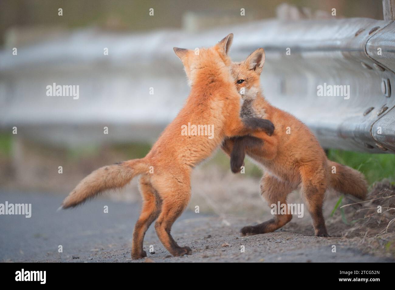 Deux jeunes Red Fox jouant sur une route en été au Canada Banque D'Images