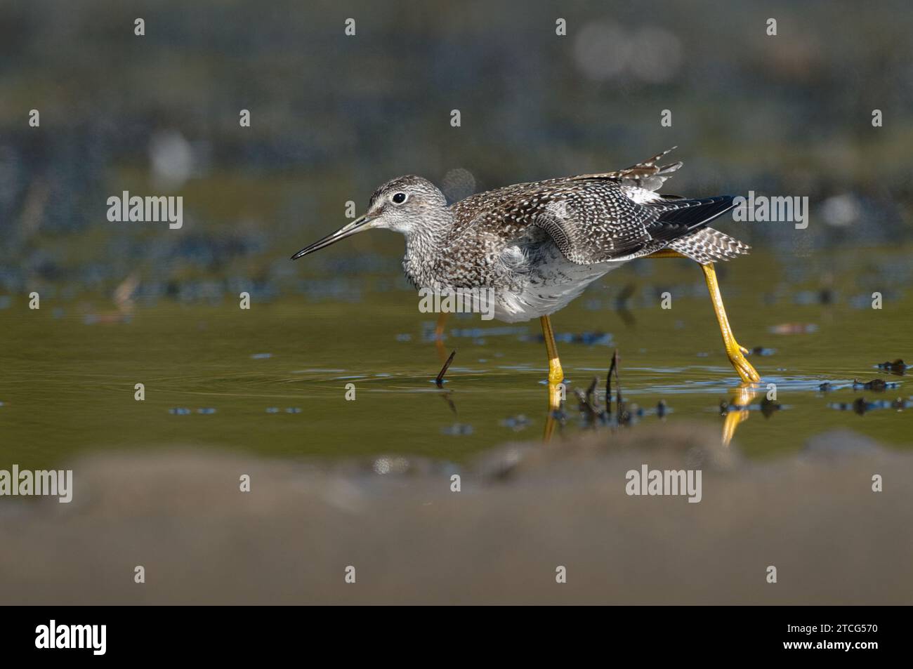 Greater Yellowlegs marchant dans un marais Banque D'Images