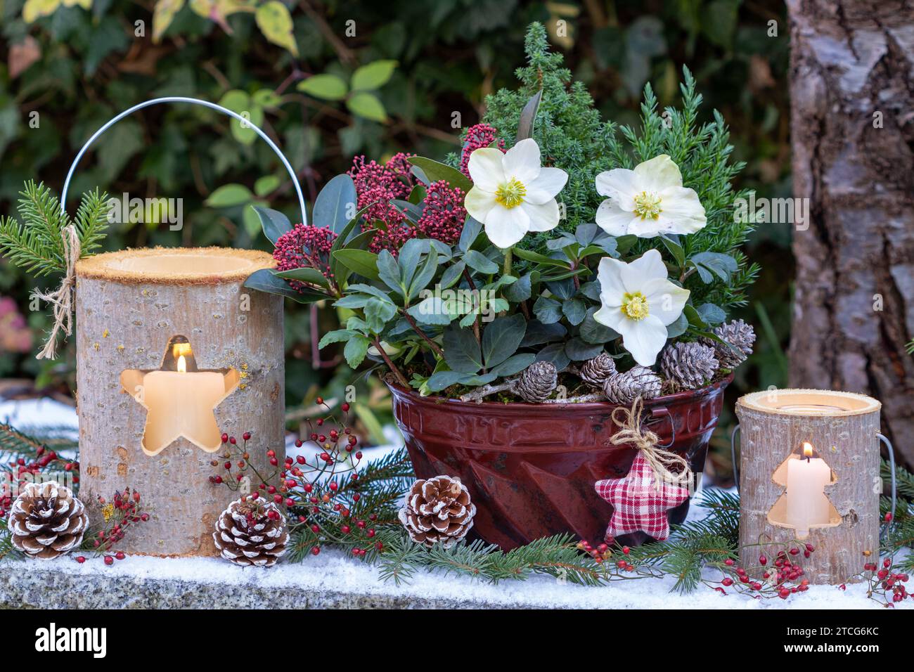 arrangement de noël avec helleborus niger, conifères et skimmia dans le vieux moule guglhupf et lanternes en bois Banque D'Images