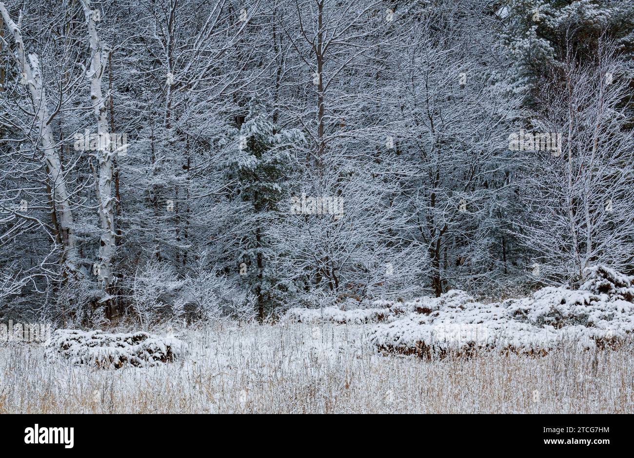 La forêt edhge et les herbes sont saupoudrées de neige fraîche, Newport State Park, Door County, Wisconsin Banque D'Images