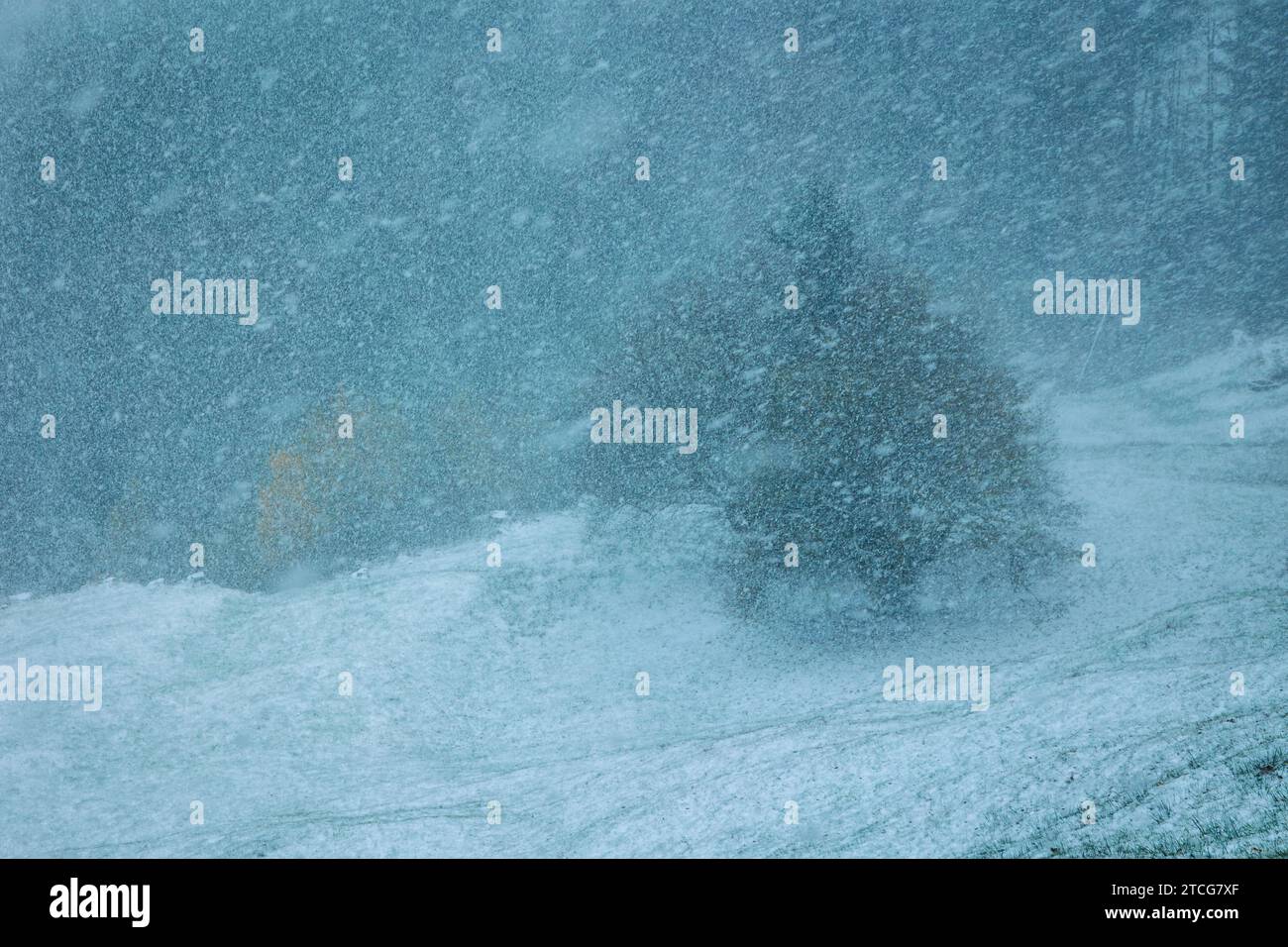 arbres dans un pré en tempête de neige avec visibilité limitée Banque D'Images arbres dans un pré en tempête de neige avec visibilité limitée Banque D'Images