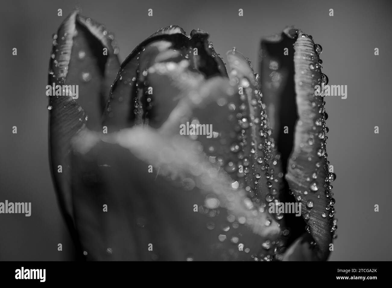 Photographie monochrome fine Art de macro extrême de gouttes d'eau sur une tulipe sur un fond gris clair Banque D'Images