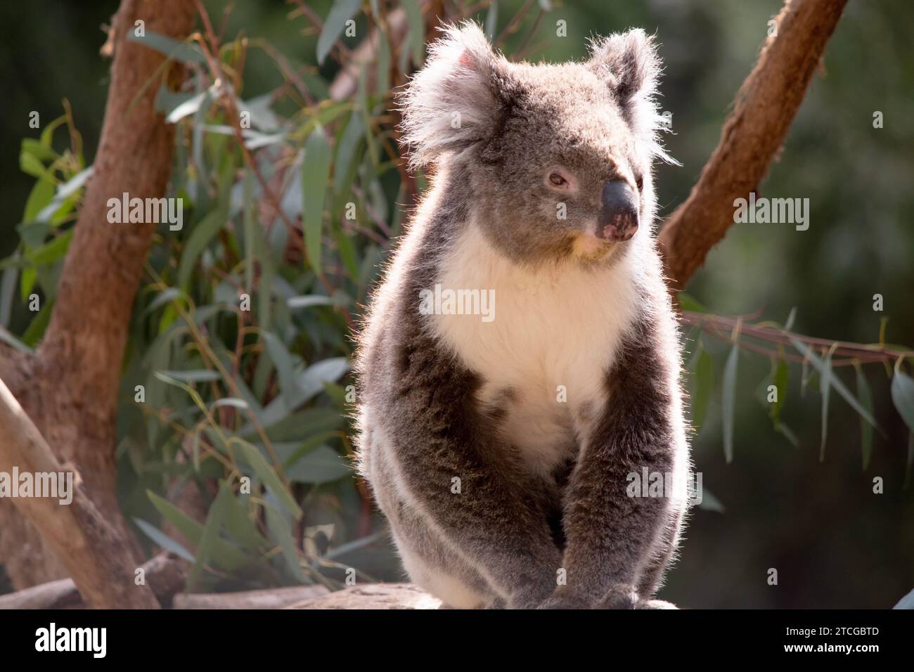 Le Koala a une grande tête ronde, de grandes oreilles de fourrure et un gros nez noir. Leur fourrure est habituellement de couleur gris-brun avec la fourrure blanche sur la poitrine, les bras intérieurs, Banque D'Images