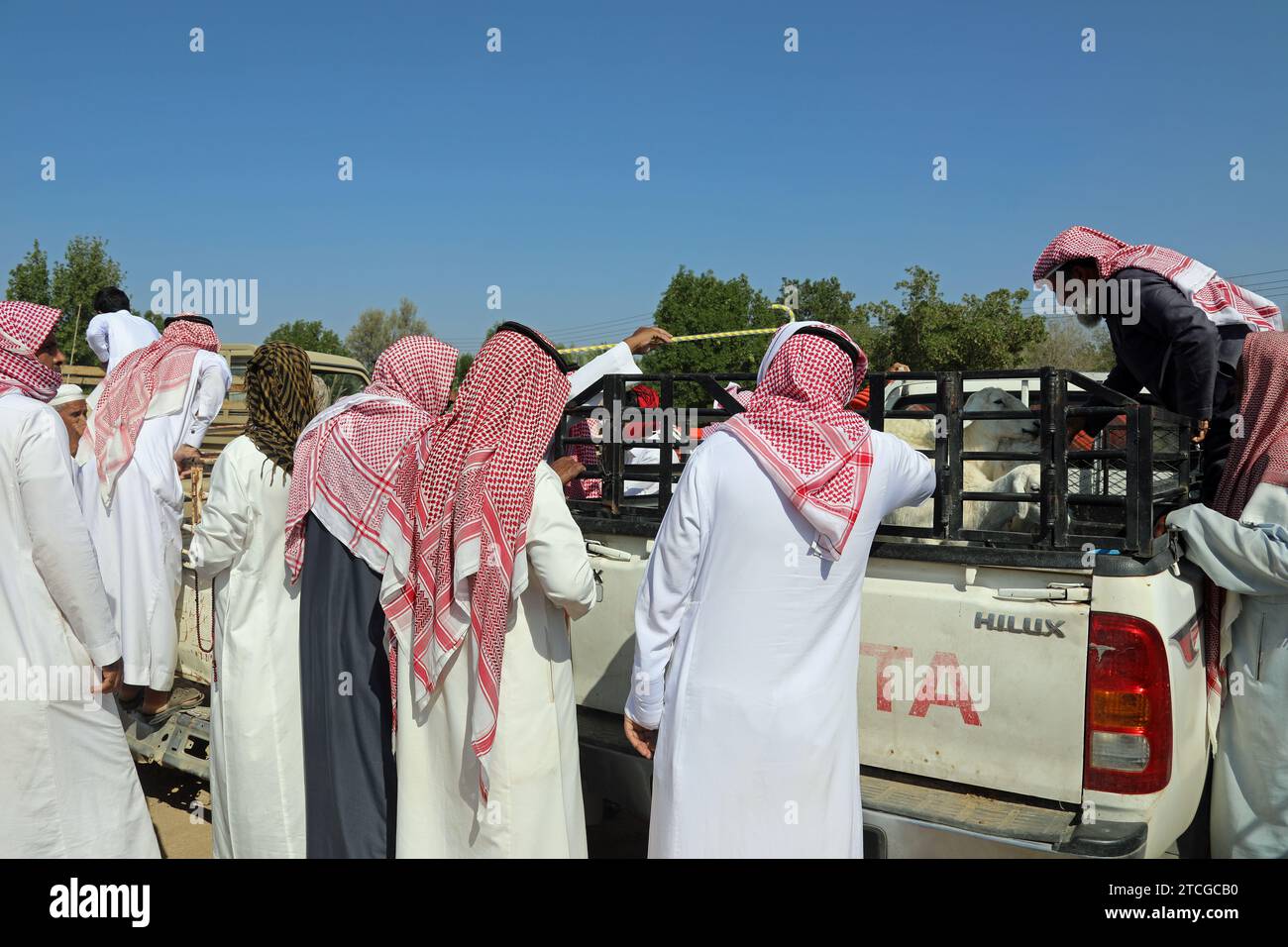 Négociants en bétail à une vente aux enchères en bord de route en Arabie Saoudite Banque D'Images