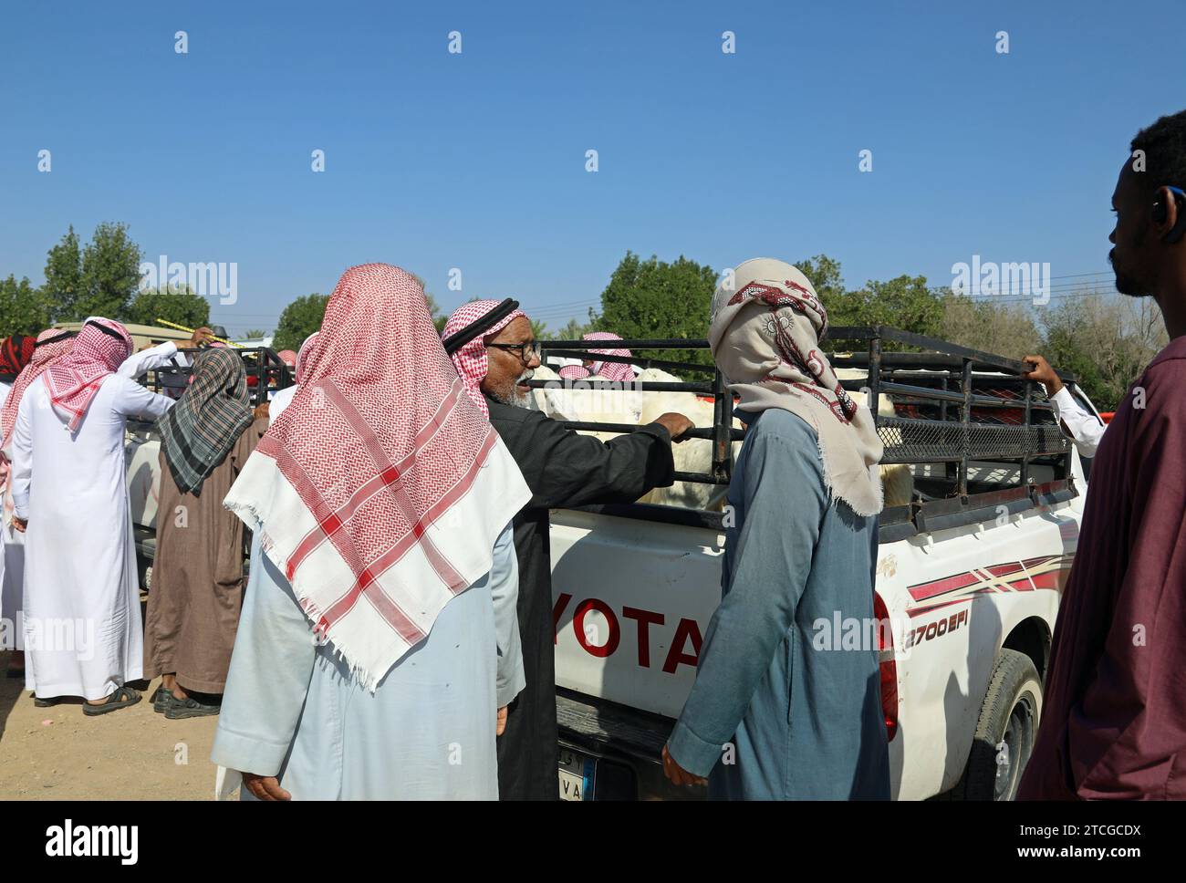 Négociants en bétail à une vente aux enchères en bord de route en Arabie Saoudite Banque D'Images