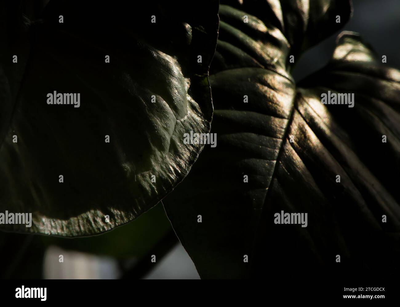 Plante d'intérieur en lumière tamisée Banque D'Images