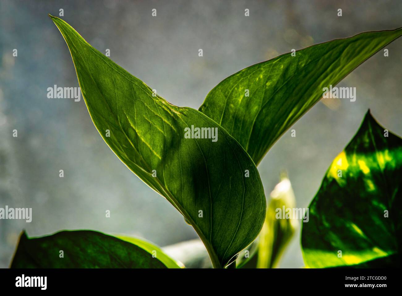 Plante d'intérieur en lumière tamisée Banque D'Images
