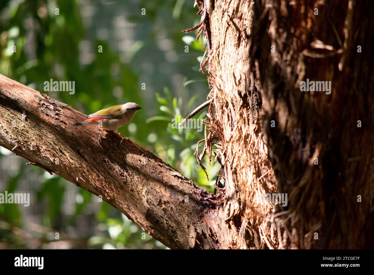 Le Finch roulé rouge est plus facilement reconnaissable par son sourcil, sa croupe et son bec rouge vif, sur un oiseau par ailleurs vert et gris. Banque D'Images