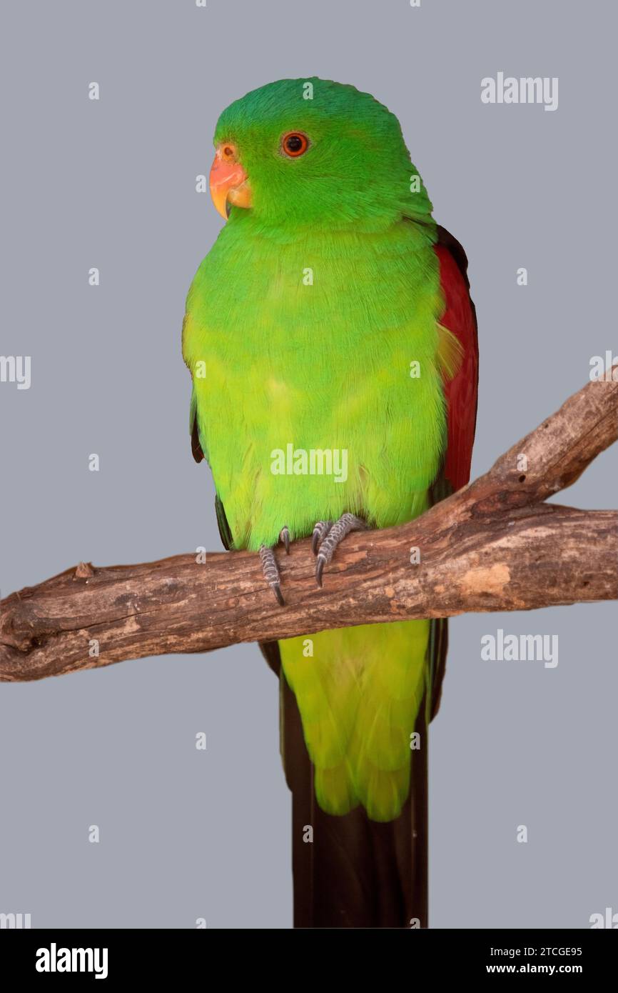 le perroquet ailé rouge est le seul perroquet principalement vert avec de grandes taches d'épaule rouges Banque D'Images