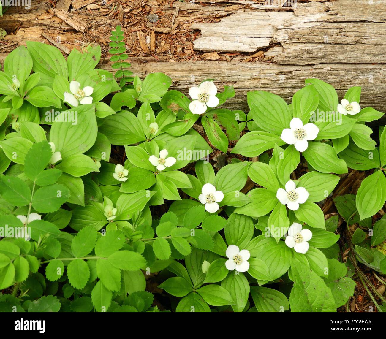 fleurs sauvages de cornouilles blanches à côté d'une bûche dans le canyon johnston dans le parc national banff, alberta, canada Banque D'Images