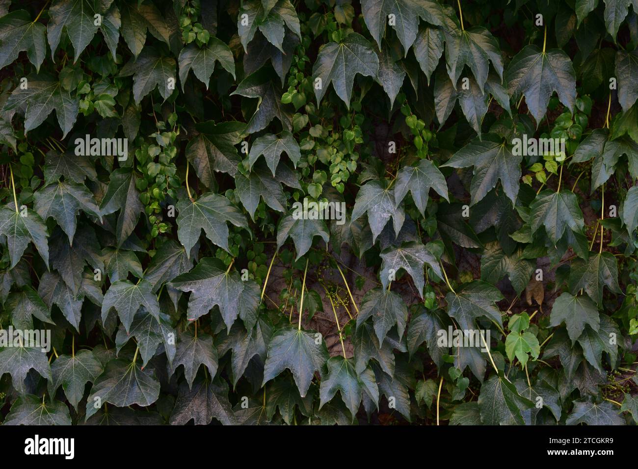 Moody vue sombre de feuilles de vigne vert foncé poussant d'un plant de vigne sur un mur Banque D'Images