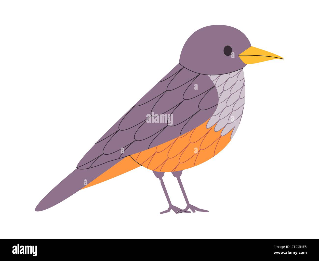 couleur grise et orange petit oiseau rufous bellied muguet espèce jolie nature animal faune créature Illustration de Vecteur
