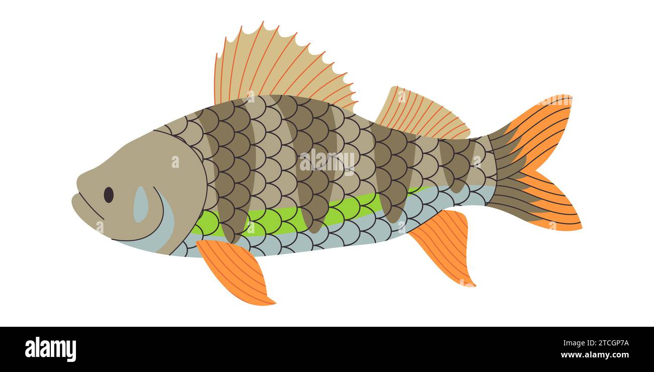 poisson perché européen coloré nature sauvage prédateur animal rivière d'eau douce ou lac nager sous l'eau Illustration de Vecteur