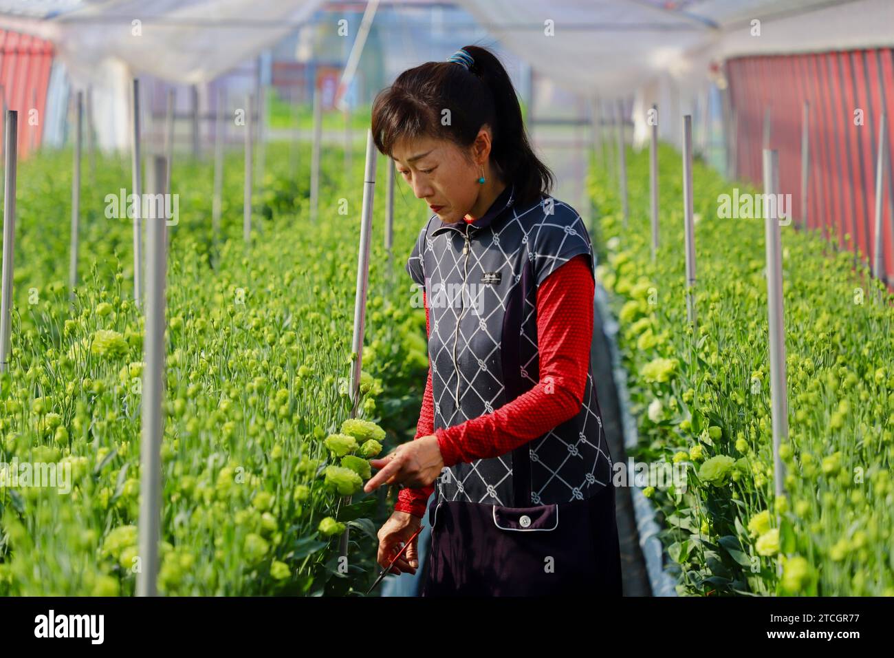 Jeux Olympiques de Tokyo (Japon). 08/04/2021. Yukari Shimizu s’occupe des eustomas de Fukushima qui font partie des bouquets pour les médaillés olympiques avec les tournesols de Miyagi et les gentianes d’Iwate, autres préfectures touchées par le tsunami de 2011. Photo : Pablo M. Díez. ARCHDC. Crédit : Album / Archivo ABC / Pablo M. Díez Banque D'Images
