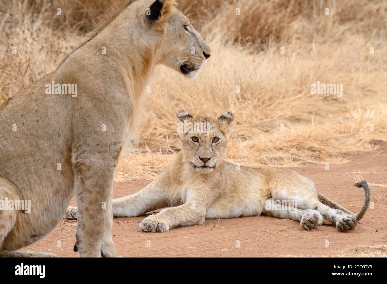 Lionne avec son ourson, assise sur un chemin de terre observant un peu de buck dans le parc national de Tarangire, Tanzanie. Banque D'Images