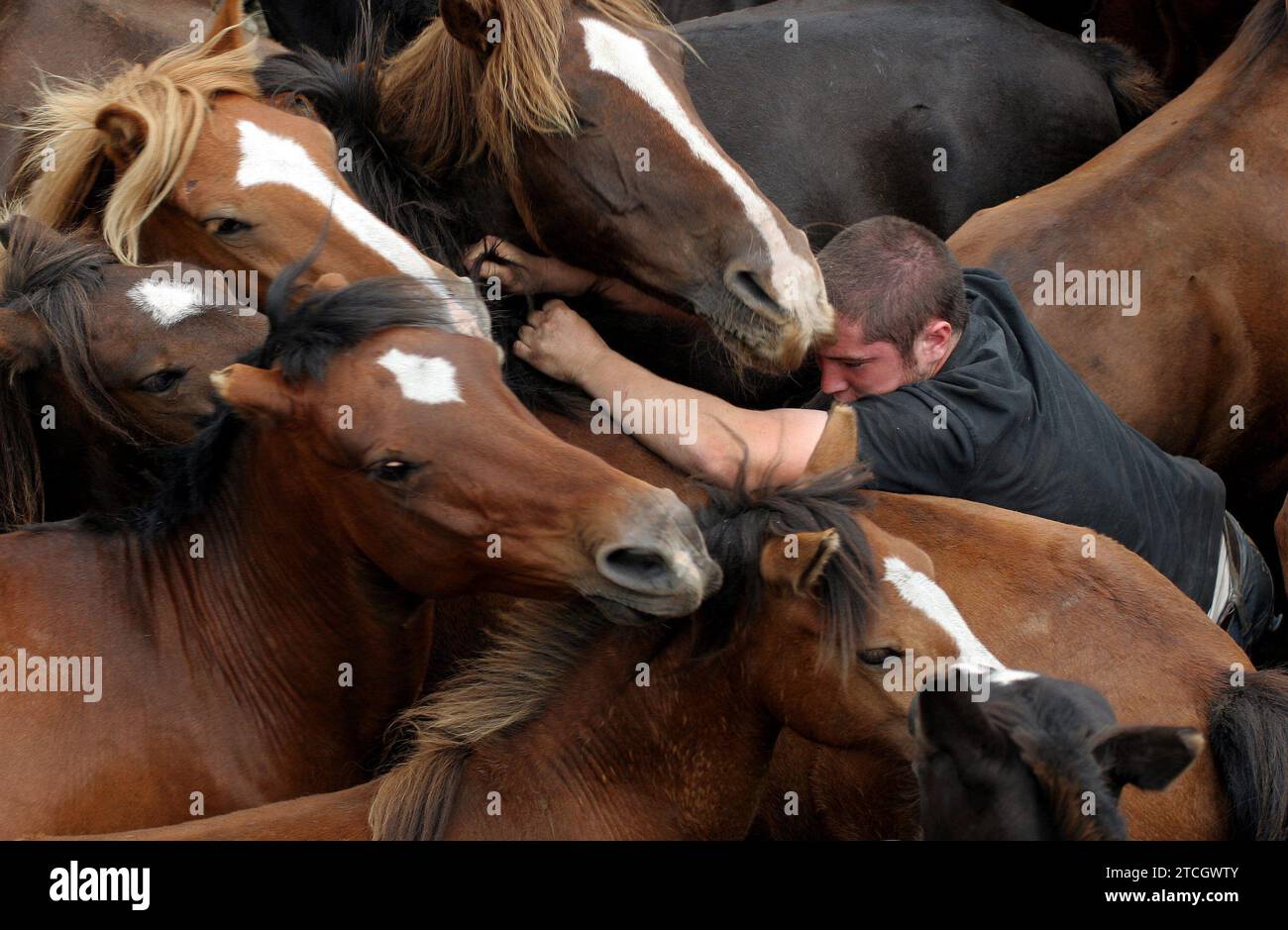 Sabucedo (Pontevedra). 07/09/2007. 'Rapa das bestas', l'une des fêtes les plus profondément enracinées et traditionnelles de Galice. Il consiste à déplacer les chevaux qui sont élevés en liberté des montagnes vers le 'curro', un endroit où leurs cranes sont coupées et les animaux les plus jeunes sont marqués. Crédit : Album / Archivo ABC / Miguel Muñiz Banque D'Images