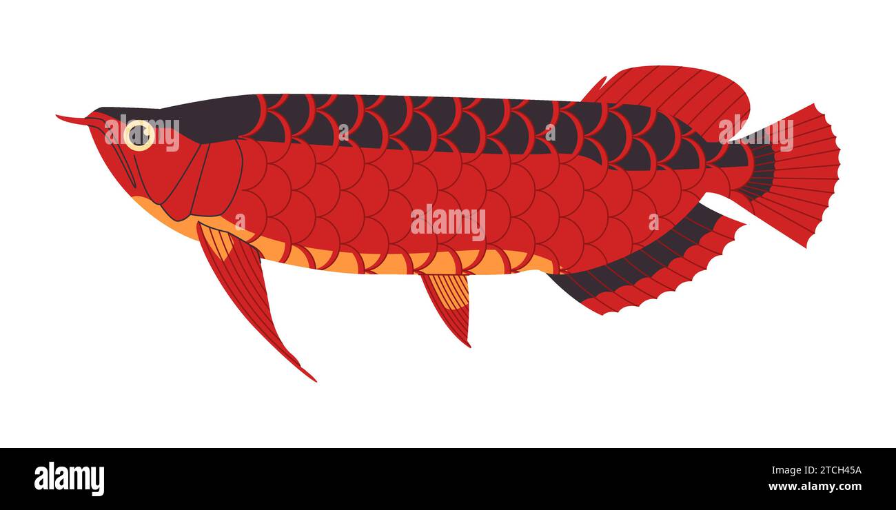 couleur rouge poisson arowana asiatique nature sauvage prédateur d'eau douce carnivore animal et créature d'aquarium coûteuse Illustration de Vecteur