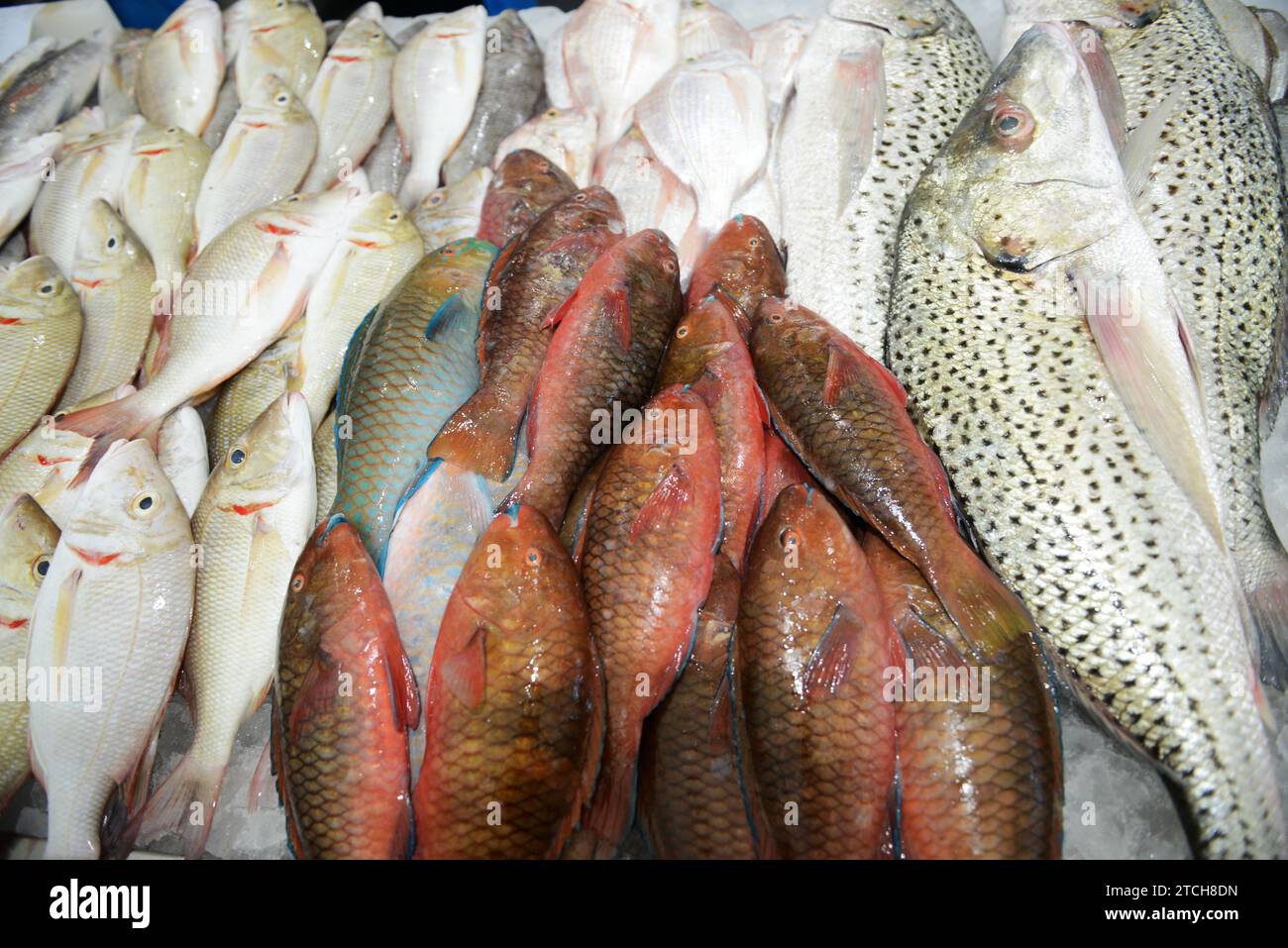 Le poisson frais exposé par un vendeur au Souq Al Jubail est un grand marché de poissons et fruits de mer frais et fruits et légumes à Sharjah, aux Émirats arabes Unis. Banque D'Images