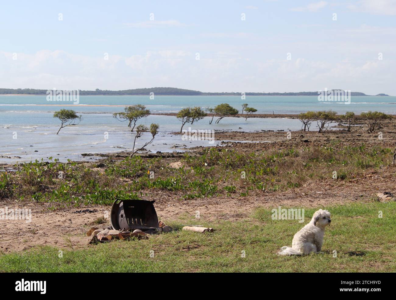 Vue sur la plage de Clairview avec l'océan, les arbres de mangrove et un petit chien blanc dans le nord du Queensland, Australie Banque D'Images