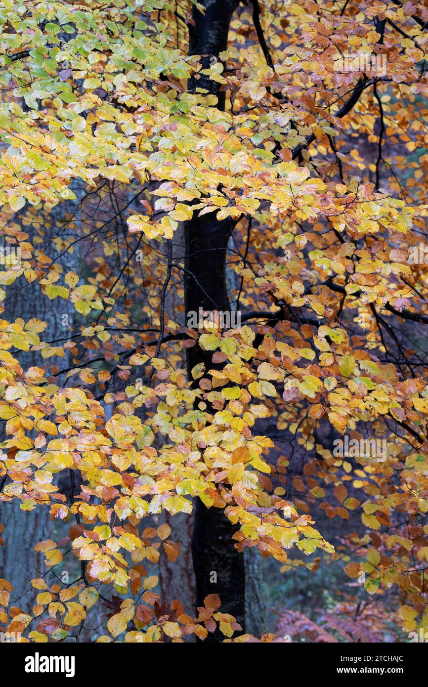 Jeunes hêtres d'automne à Randolph's Leap. Morayshire, Écosse Banque D'Images