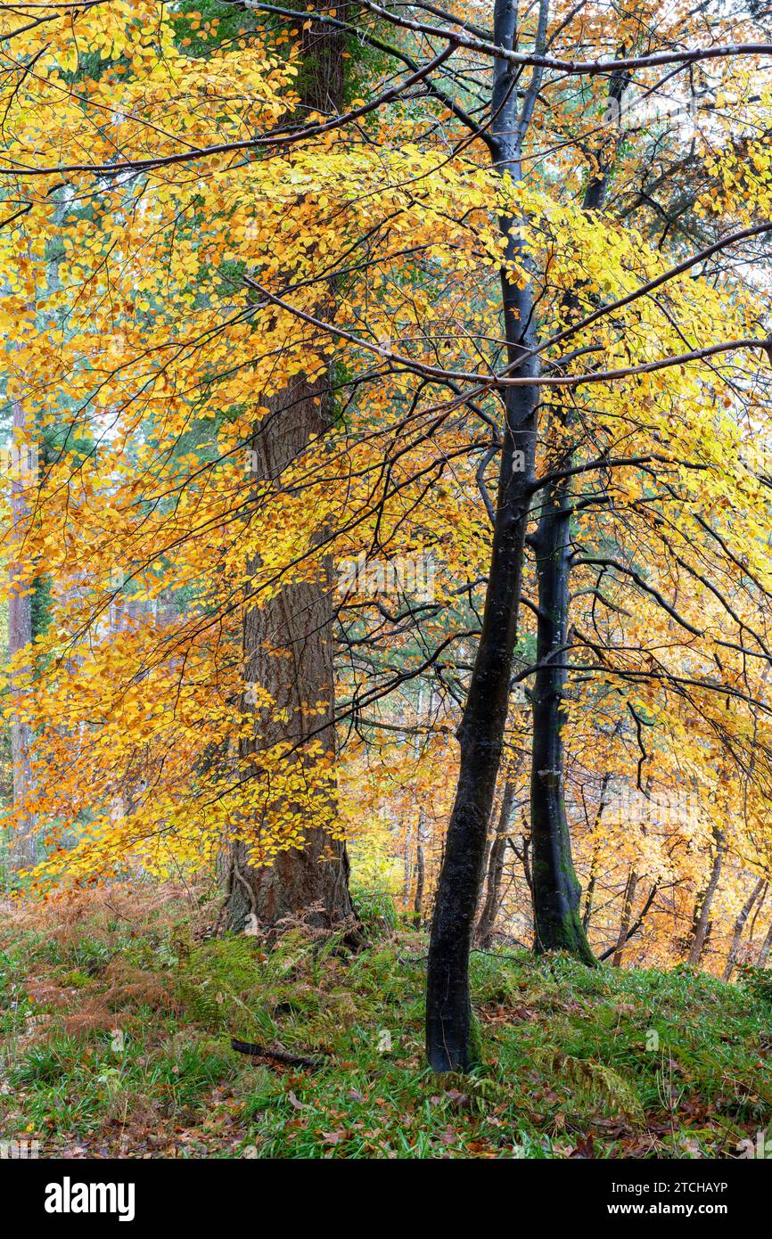 Jeunes hêtres d'automne à Randolph's Leap. Morayshire, Écosse Banque D'Images