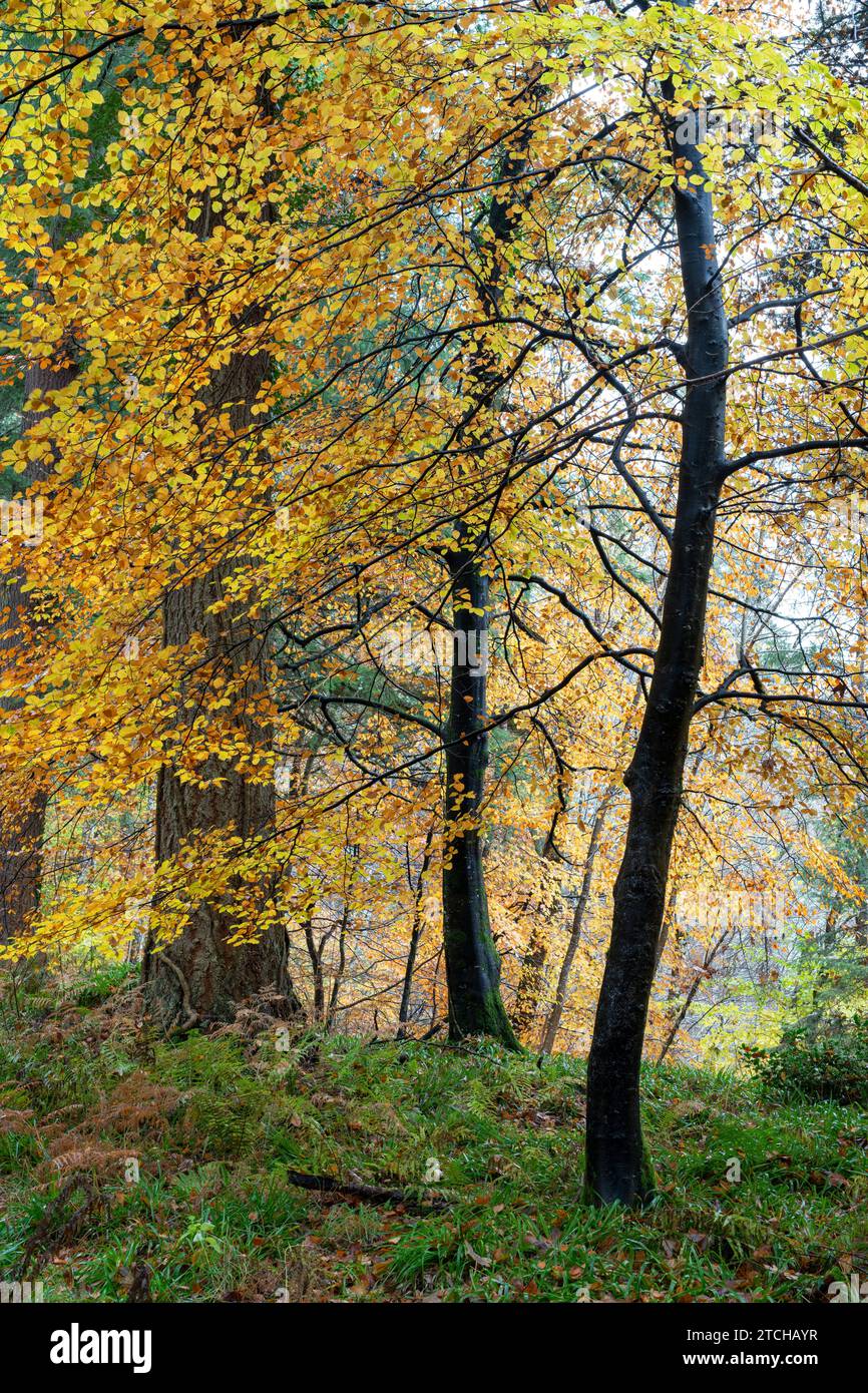Jeunes hêtres d'automne à Randolph's Leap. Morayshire, Écosse Banque D'Images