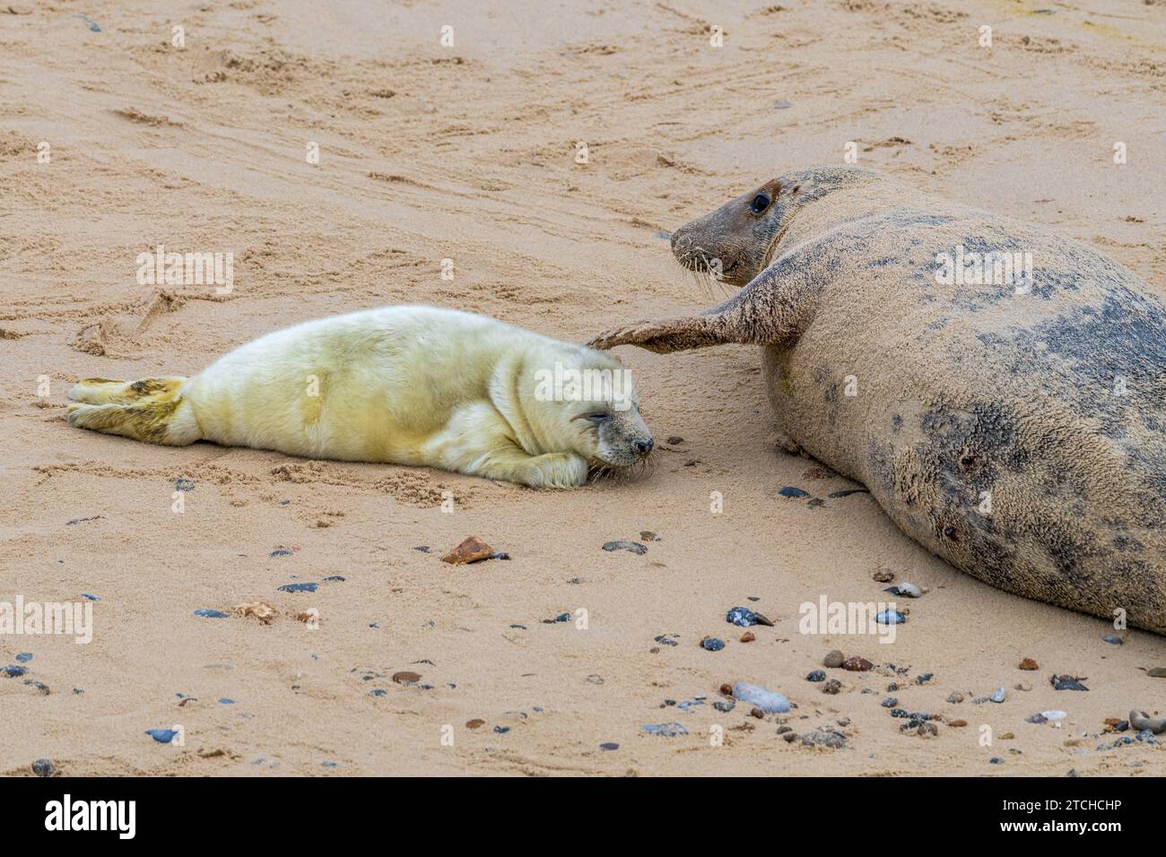Un bébé phoque avec sa mère reposant sur une plage Banque D'Images