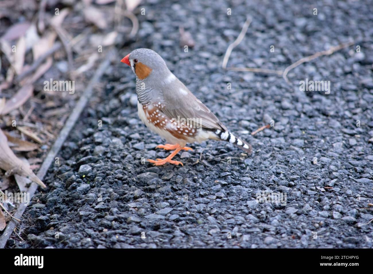 le zèbre mâle finch a un corps gris avec un blanc sous le ventre avec une queue noire et blanche. Il a des joues orange et une bande noire sur son visage Banque D'Images