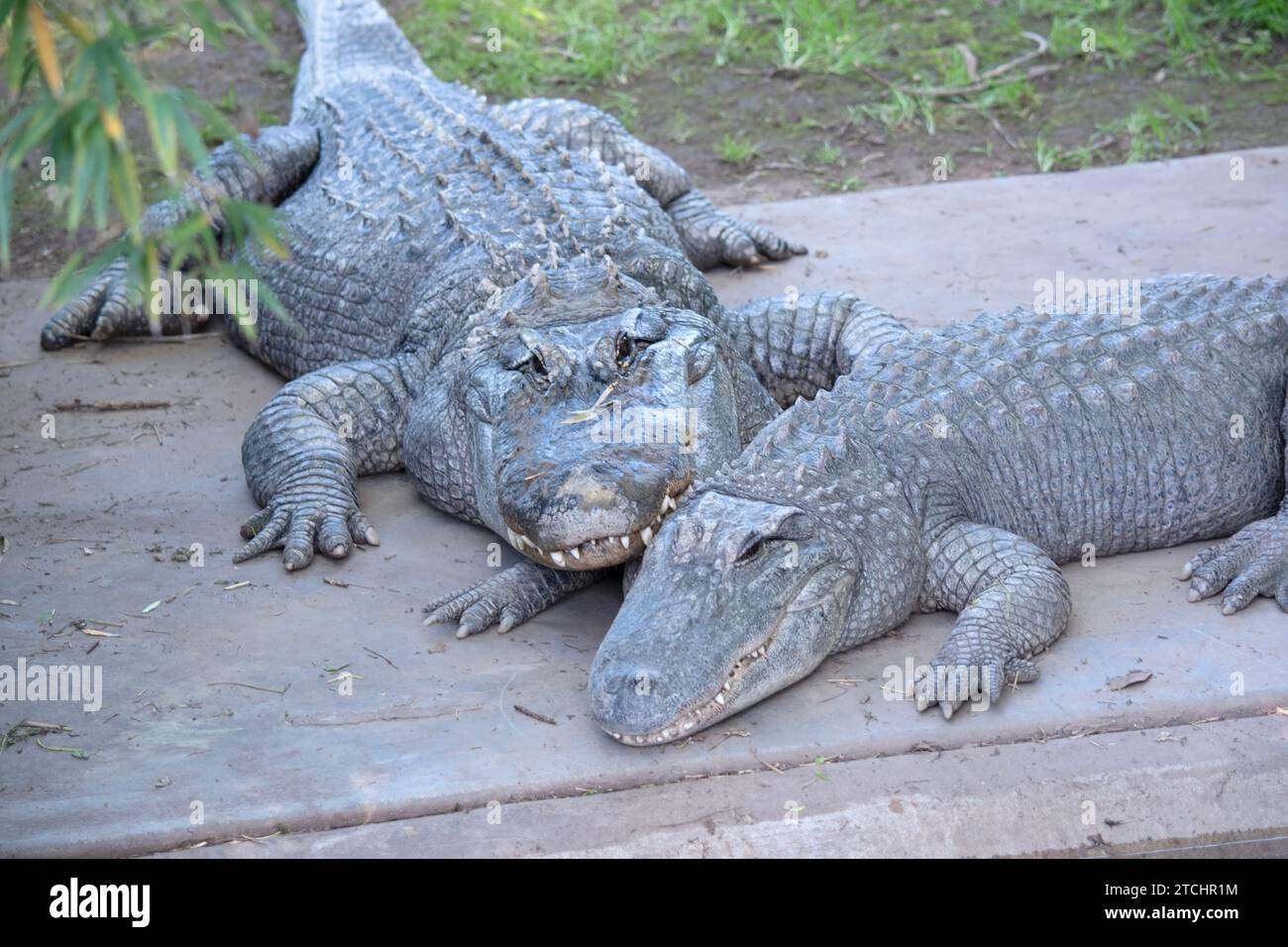 Les alligators ont un long museau arrondi qui a des narines orientées vers le haut à la fin Banque D'Images