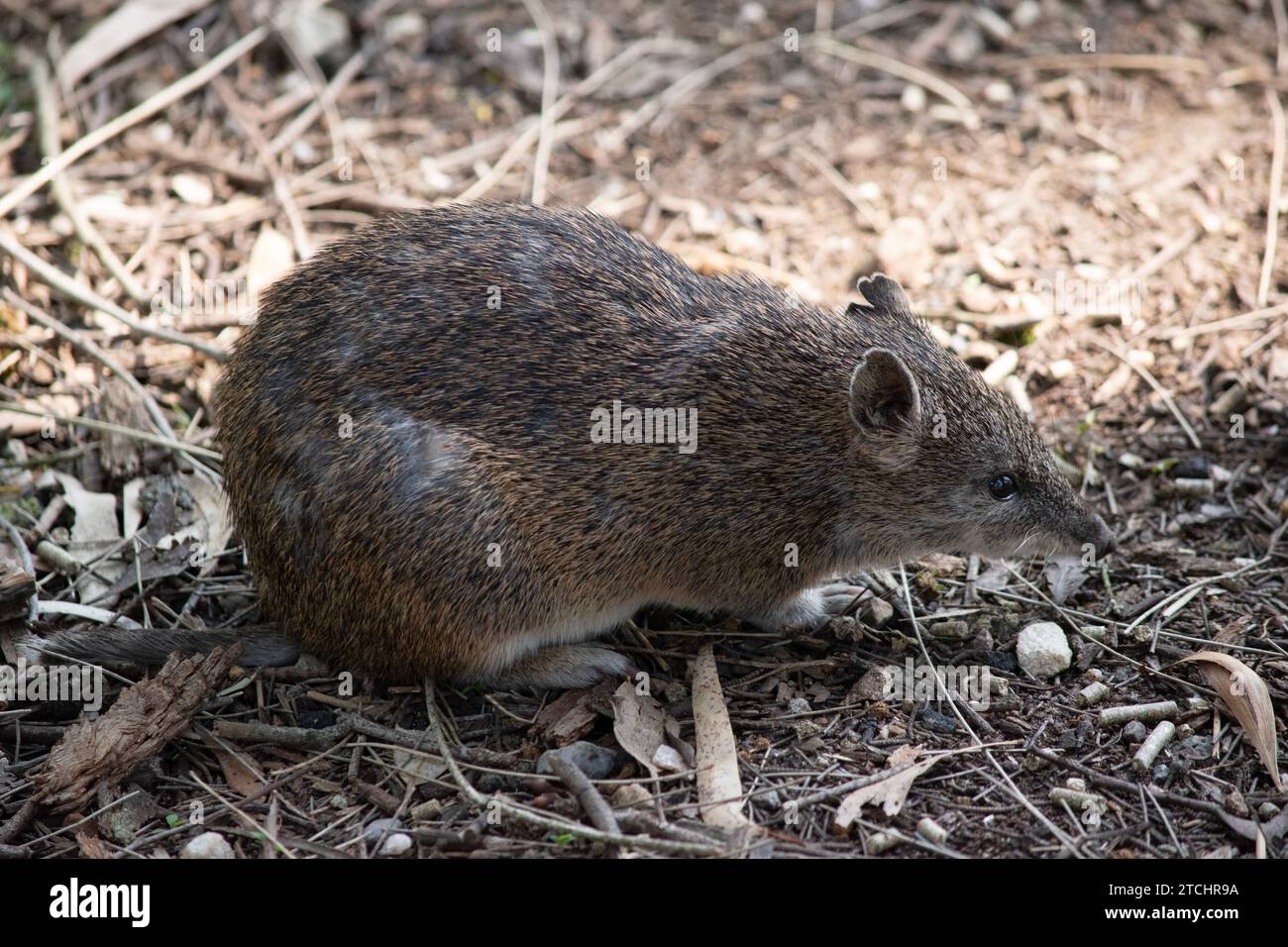 Les bandicoots sont à peu près de la taille d'un lapin, et ont un museau pointu, un dos bosselé, une queue mince et de grands pattes arrière Banque D'Images