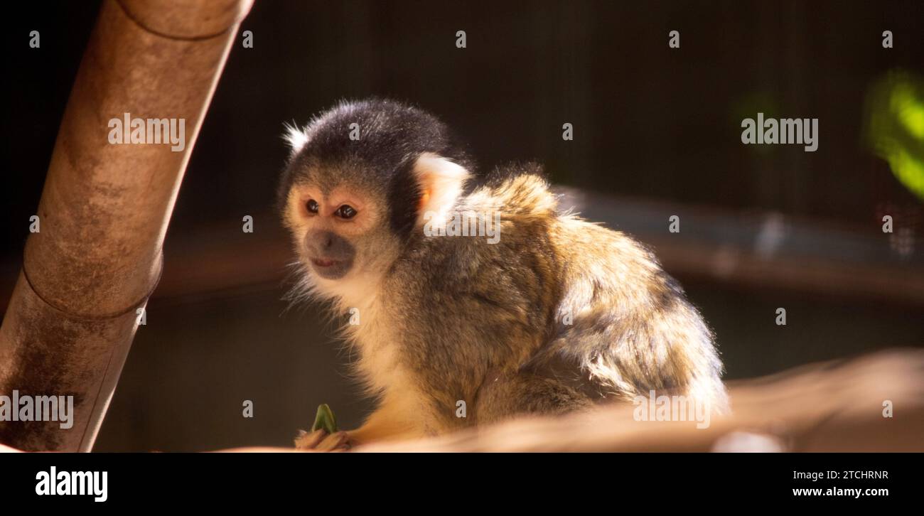 Le singe écureuil bolivien a un petit visage crème avec un nez et un museau noirs. Il a également une queue mince qui est beaucoup plus longue que son corps Banque D'Images