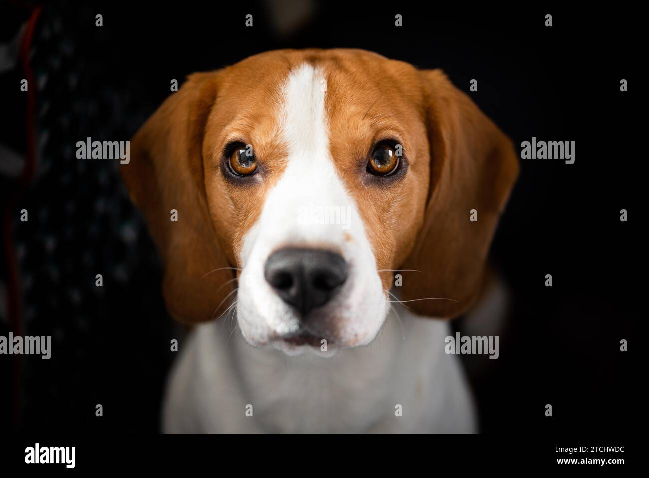 Chien Beagle avec de grands yeux, s'assoit et à la jusqu'à l'appareil photo. Fond sombre portrait Banque D'Images