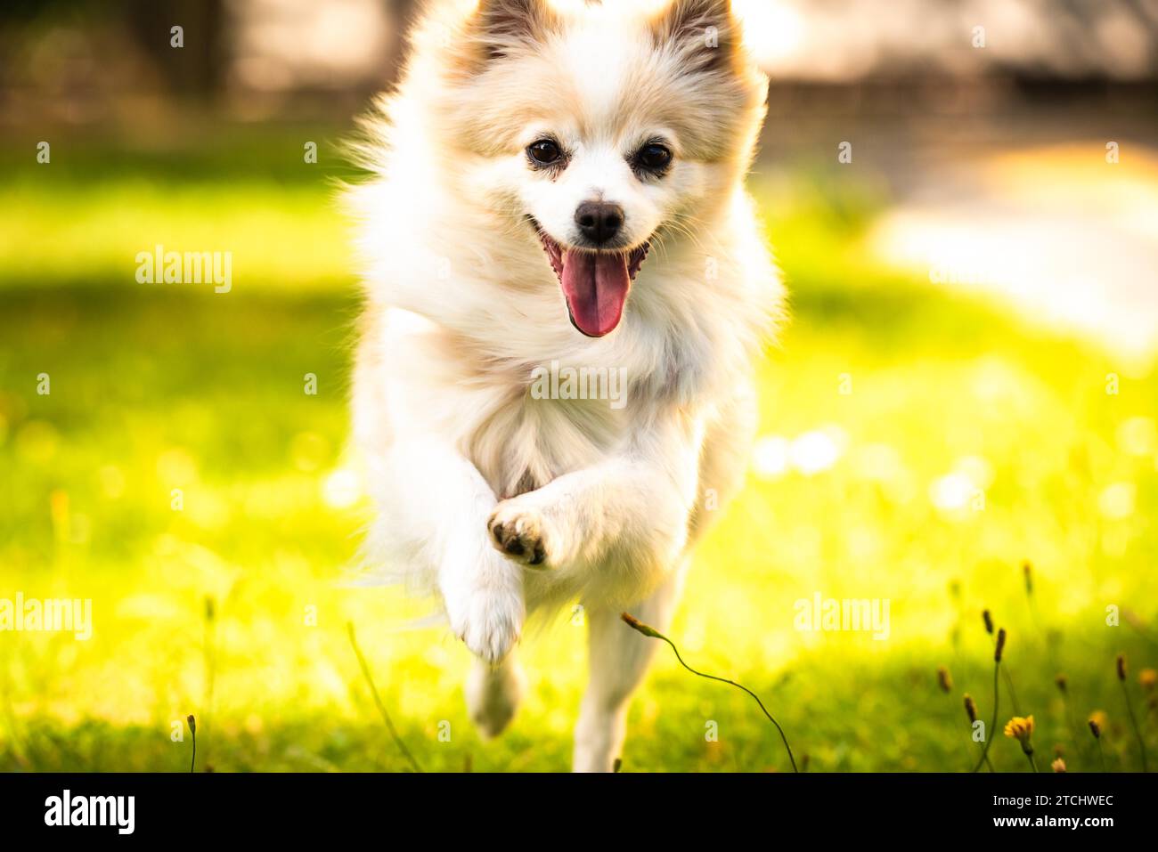 Chien Pomeranian allemand spitz klein courant vers la caméra. Concept de petit animal domestique Banque D'Images