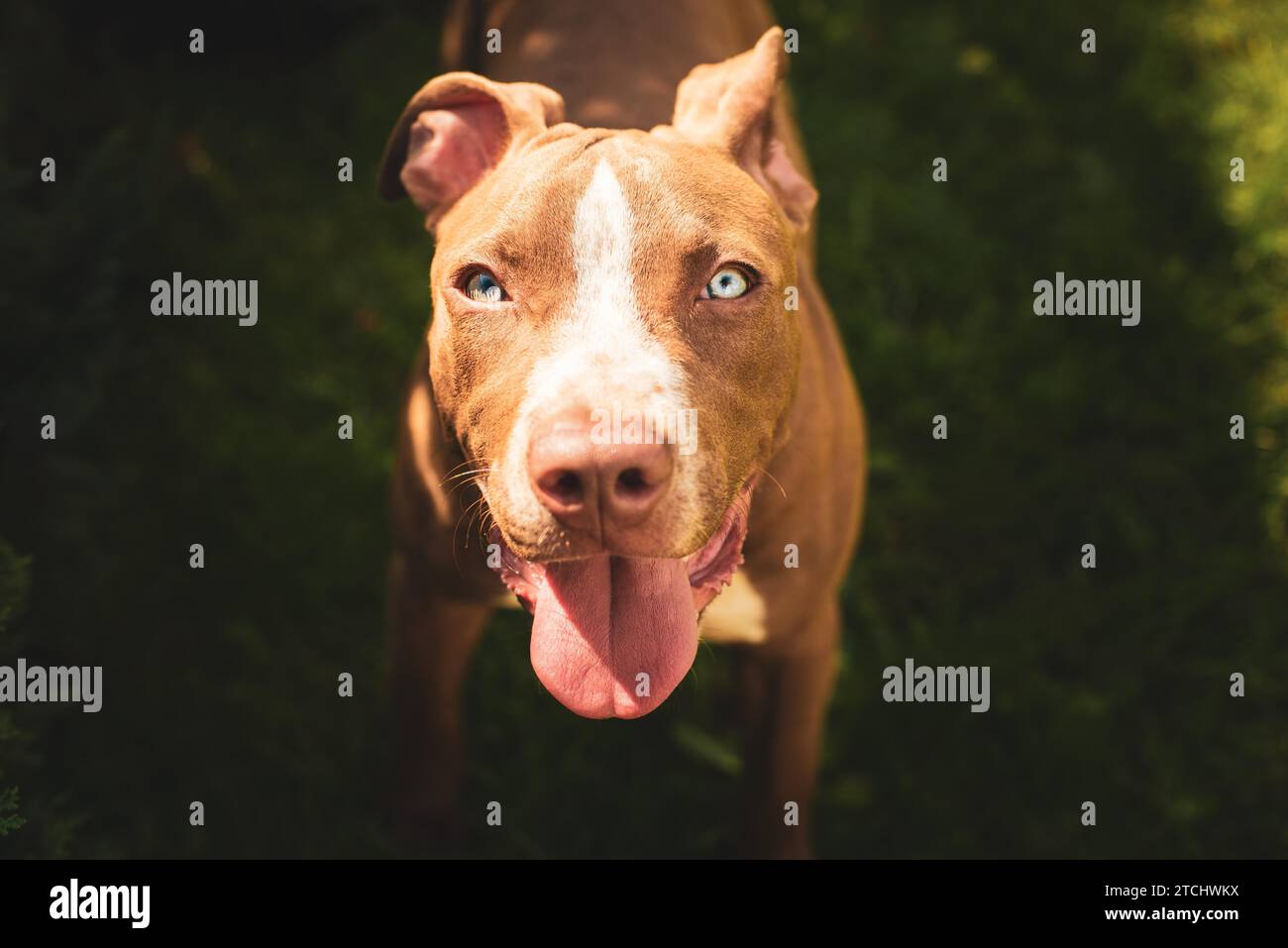 Jeune pitbull Staffordshire Bull Terrier en jardin est vers la caméra avec la langue des yeux bleus portrait Banque D'Images