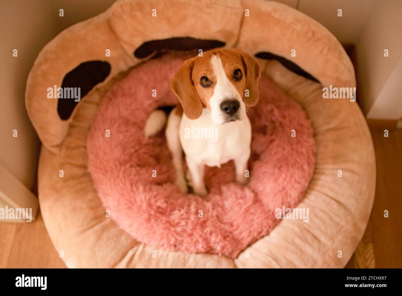 Chien assis dans un lit de chien rose regardant l'appareil photo. Concept Beagle. Arrière-plan canin Banque D'Images