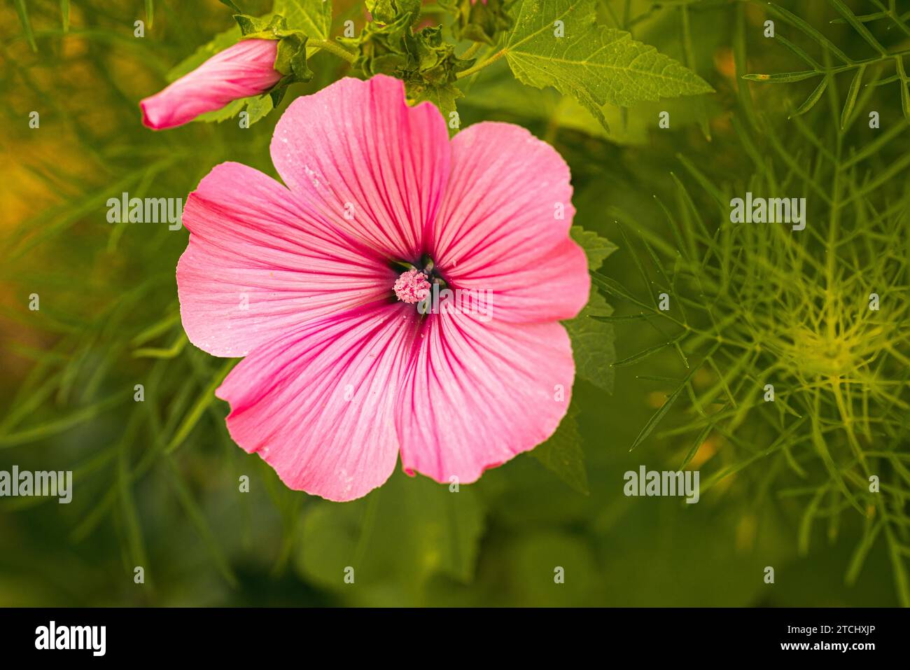 Belle fleur rose (malva) silvestris dans le jardin sur fond naturel. Thème floral Banque D'Images