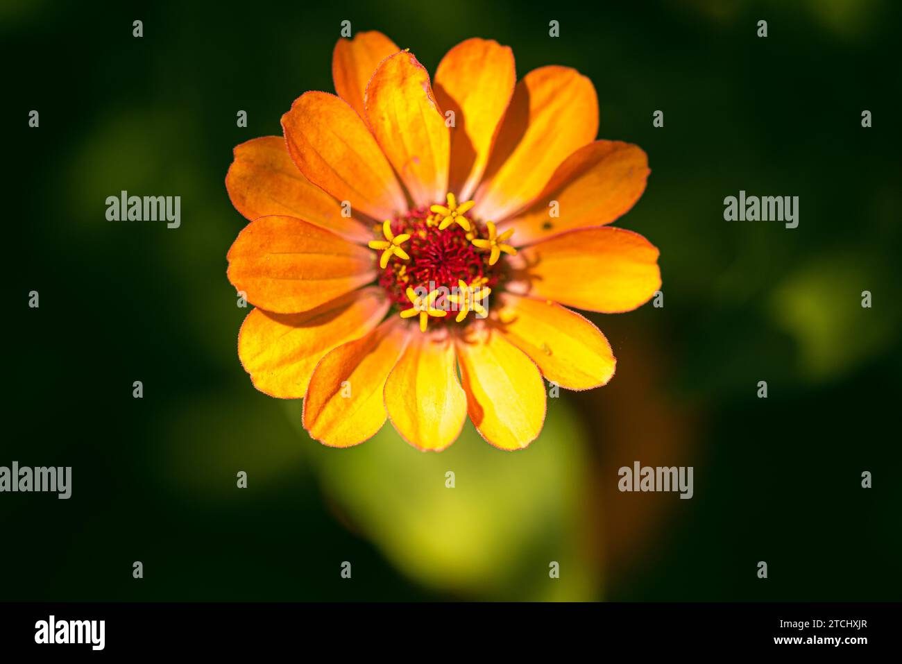 Tithonia rotundifolia fleur dans le jardin sur fond vert. Thème floral Banque D'Images