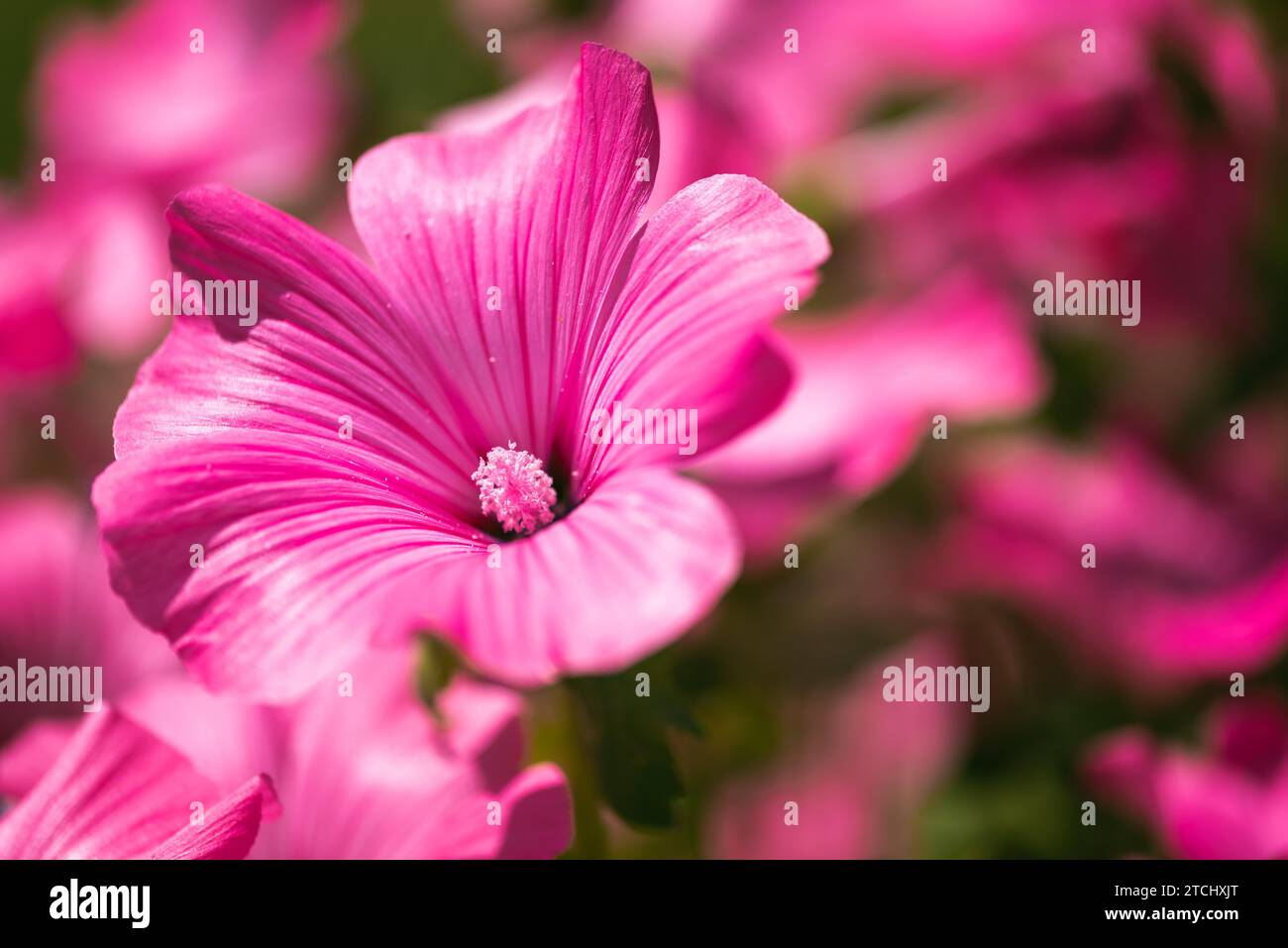 Belle fleur rose (malva) silvestris dans le jardin sur fond naturel. Thème floral Banque D'Images