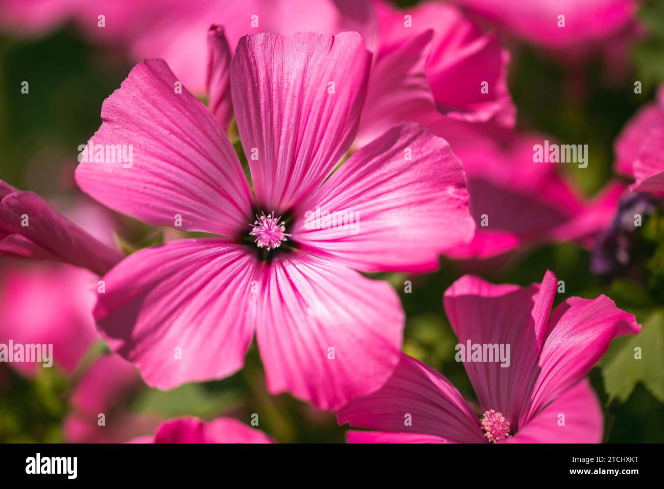Belle fleur rose (malva) silvestris dans le jardin sur fond naturel. Thème floral Banque D'Images